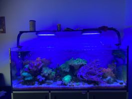 Acquario Marino in blocco