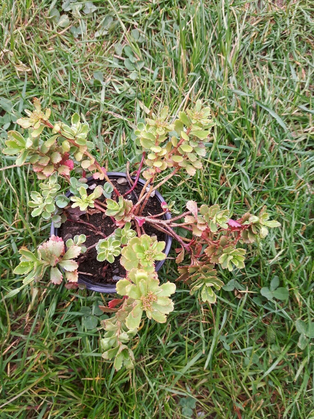 Piante & sementi: Sedum Immergrüner Mauerpfeffer – Nuovo (secondo la descrizione) da Ibach venduto da chaemilochhobbygarte 1
