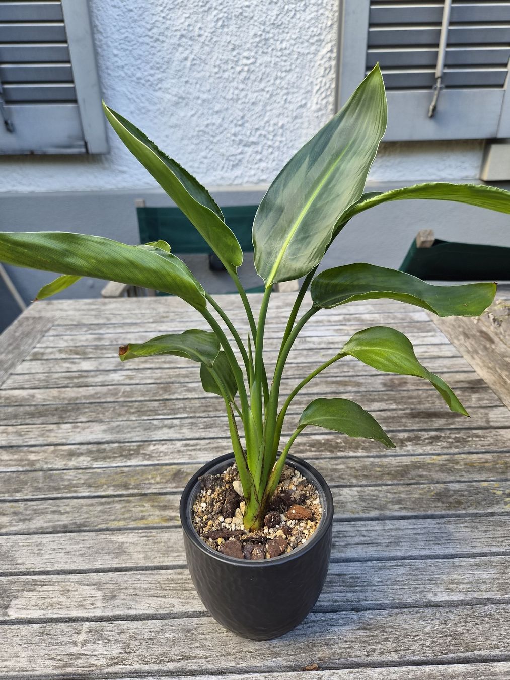 Piante & sementi: Strelitzie (ohne Übertopf) – Usato da Zürich venduto da ebirch_ 1