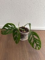 Monstera Adensonii (Monkey Mask)