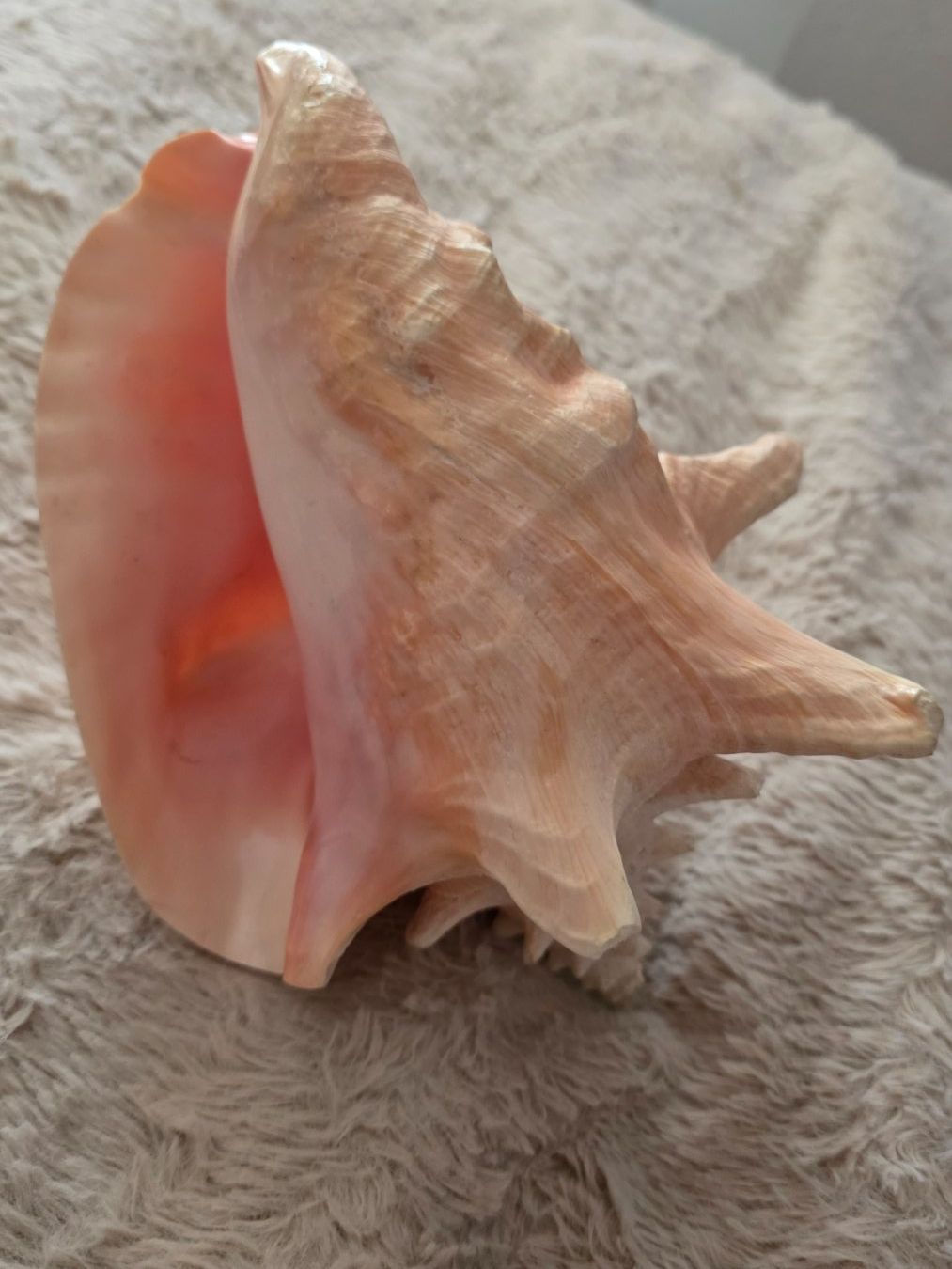 Fossilien: Grosse Muschel  aus Nachlass – Gebraucht aus Wittenbach von rose_rosi 1