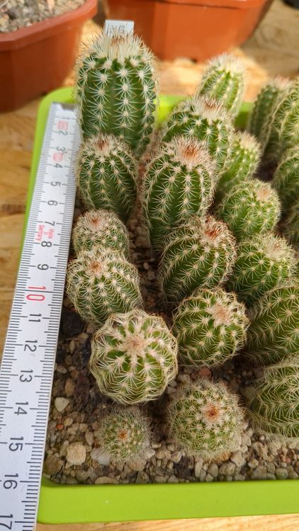 Echinocereus reichenbachii v. perbellus JRT208 (Gebraucht) in  Vuisternens-Romont fr CHF 3.2  mit Lieferung auf Ricardo kaufen