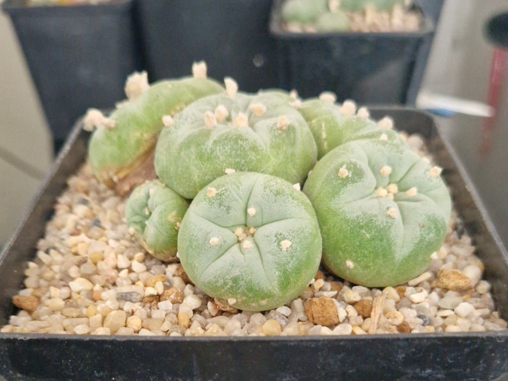 Plantes & graines: Lophophora Fricii – D'occasion à Zürich par LophiMaster