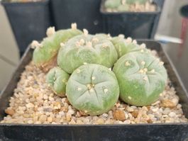 Lophophora Fricii