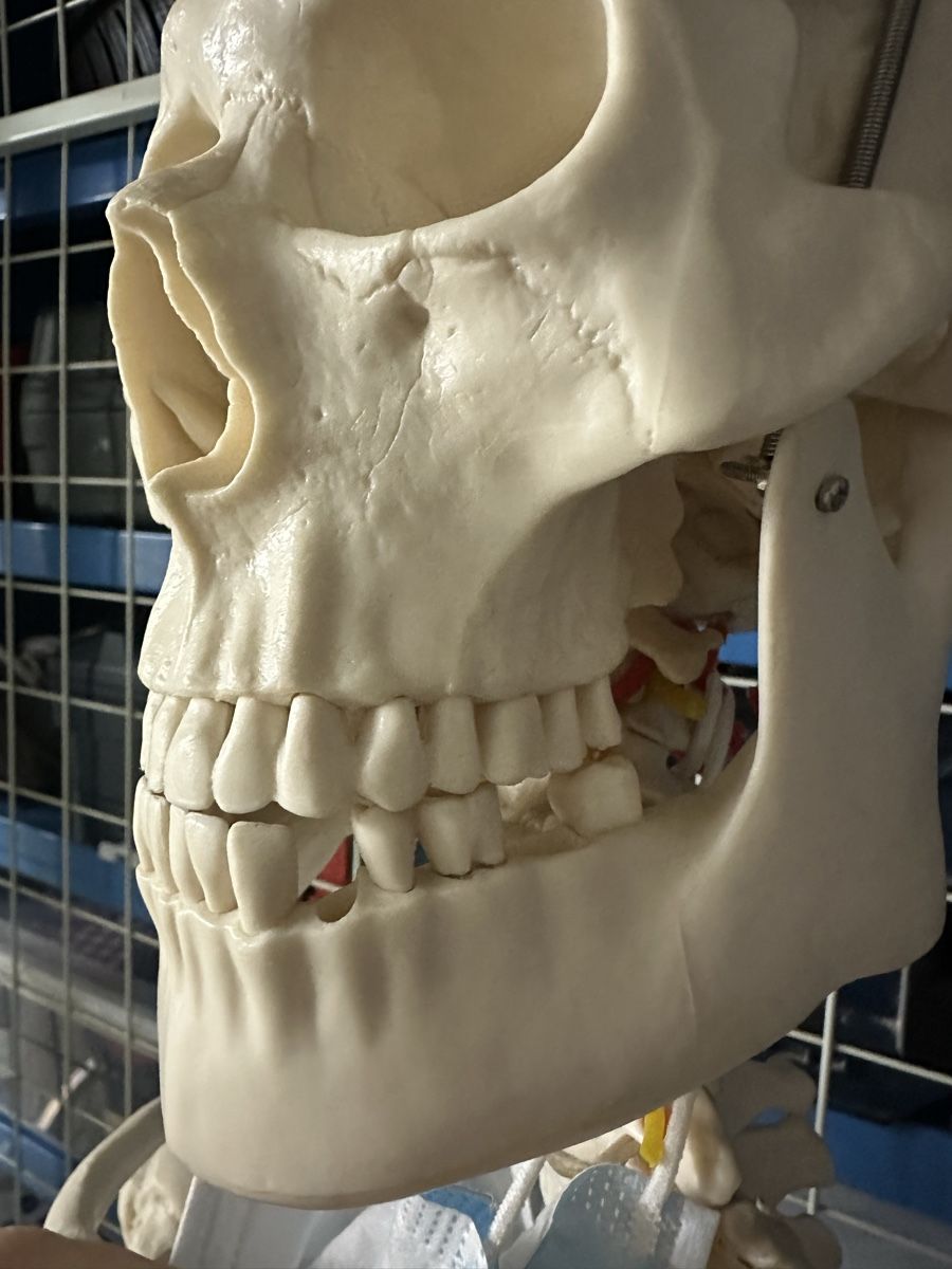 Kit di modellismo & Modellini statici: Anatomie-Skelett – Usato da Reinach BL venduto da Anrix 1