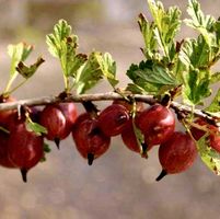 Ab 5.- fr Winterharte Rote Stachelbeere Hinnonmäki 5 Samen