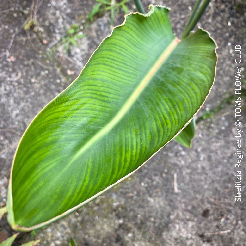 Plantes & graines: Strelitzia Reginae - 100cm - für Deinen Garten oder Balkon – Neuf avec emballage d'origine à Adliswil par asTOMas963 8