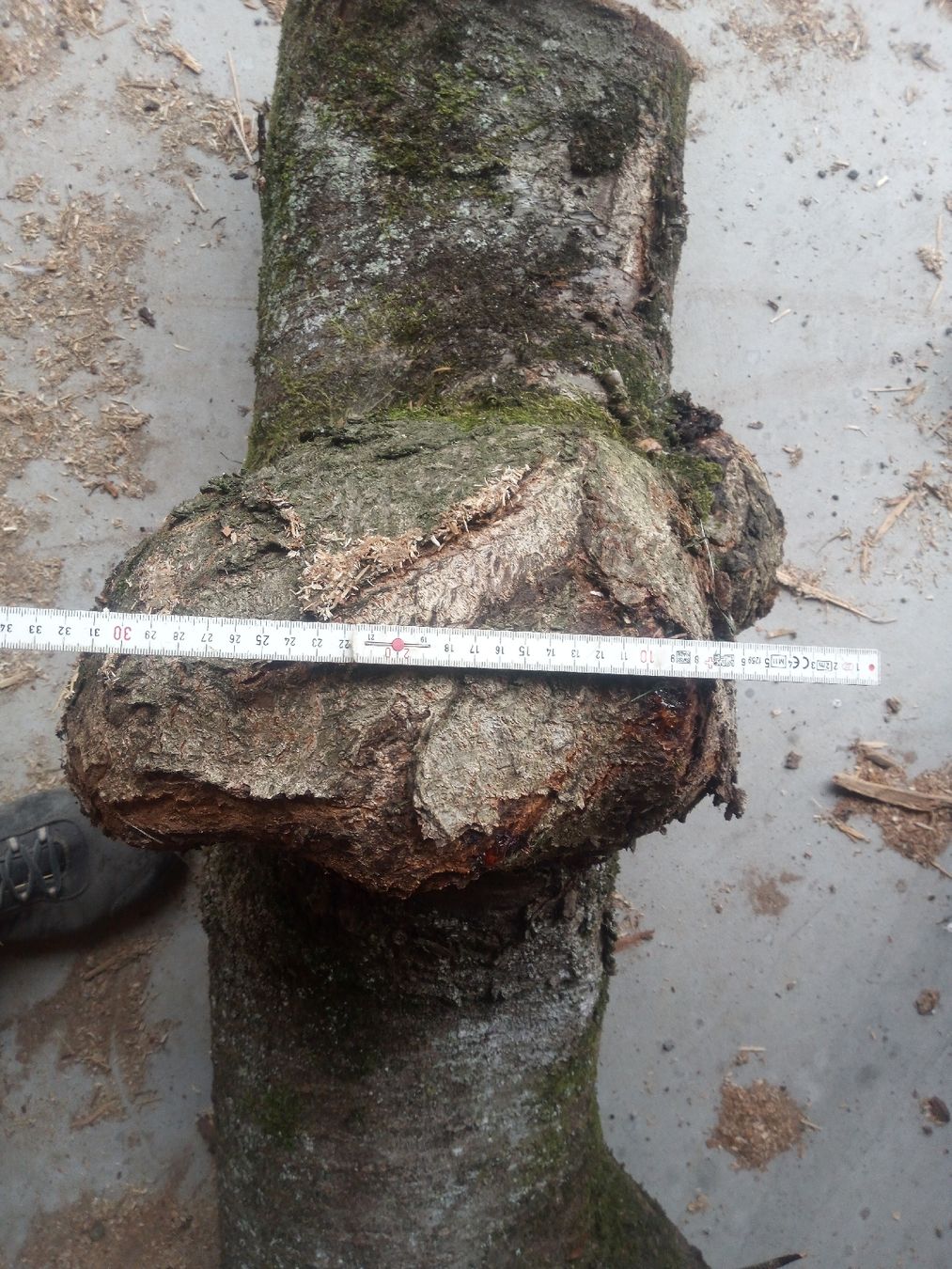 Holzartikel: Kirschstamm mit Beule – Gebraucht aus Wagen von marktina 2