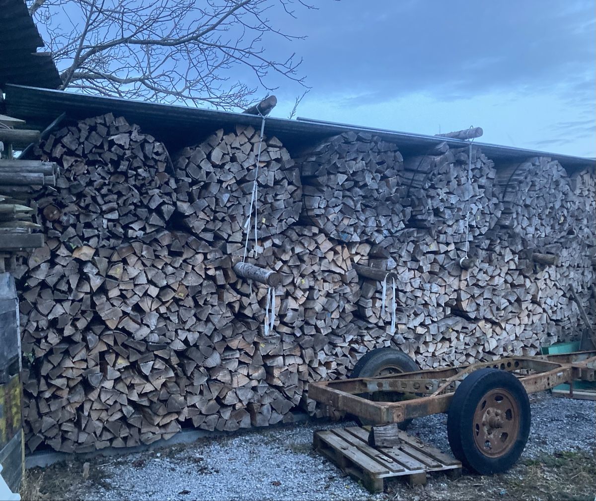 Articoli in legno: Brennholz Sterbund BUCHE – Nuovo (secondo la descrizione) da Ottikon venduto da martin130485