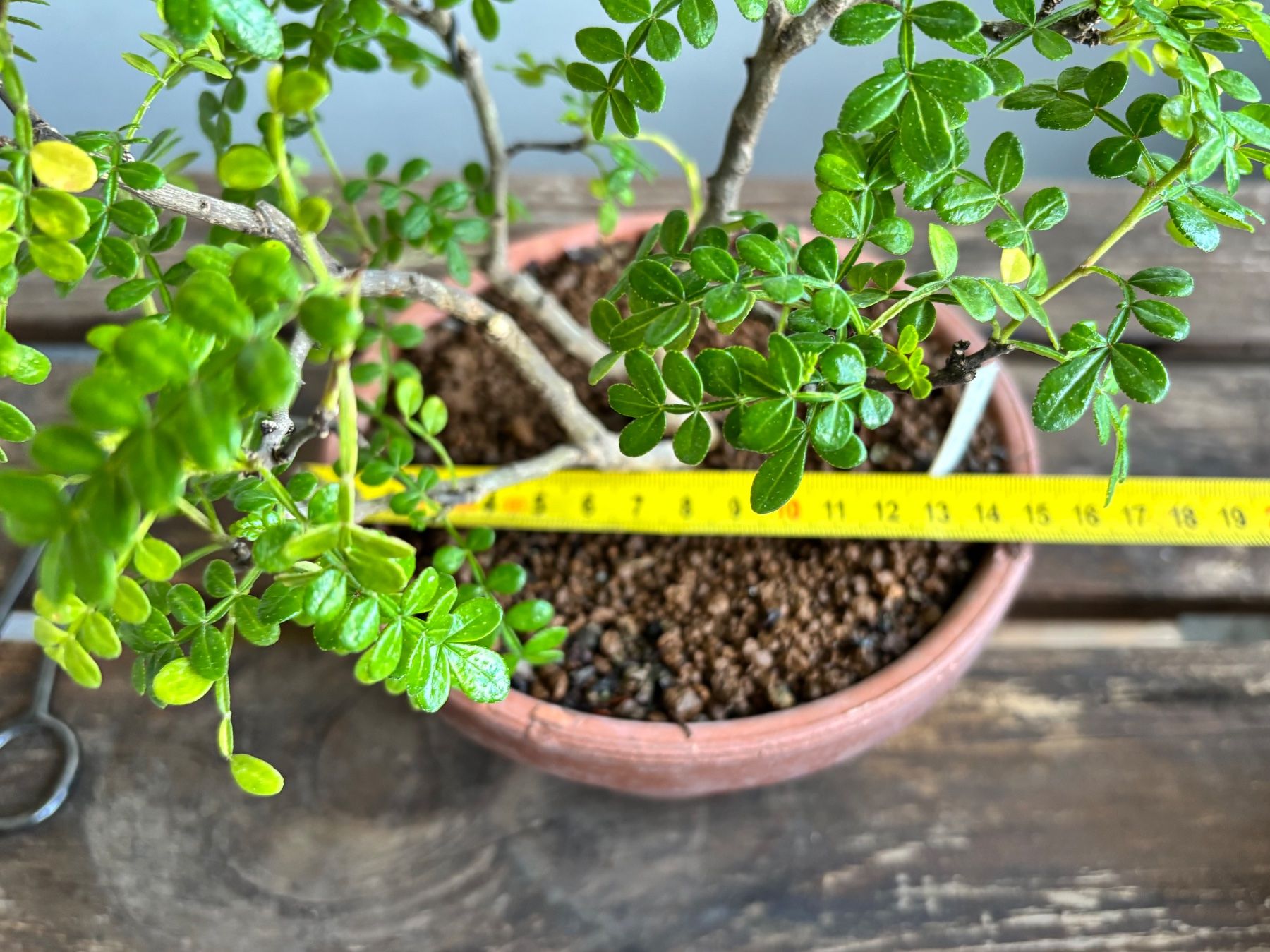 Piante & sementi: Bonsai. Pfefferbaum, Xantoxylum piperitum. Eigenzucht, 4J – Nuovo (secondo la descrizione) da Uster venduto da maguro 5