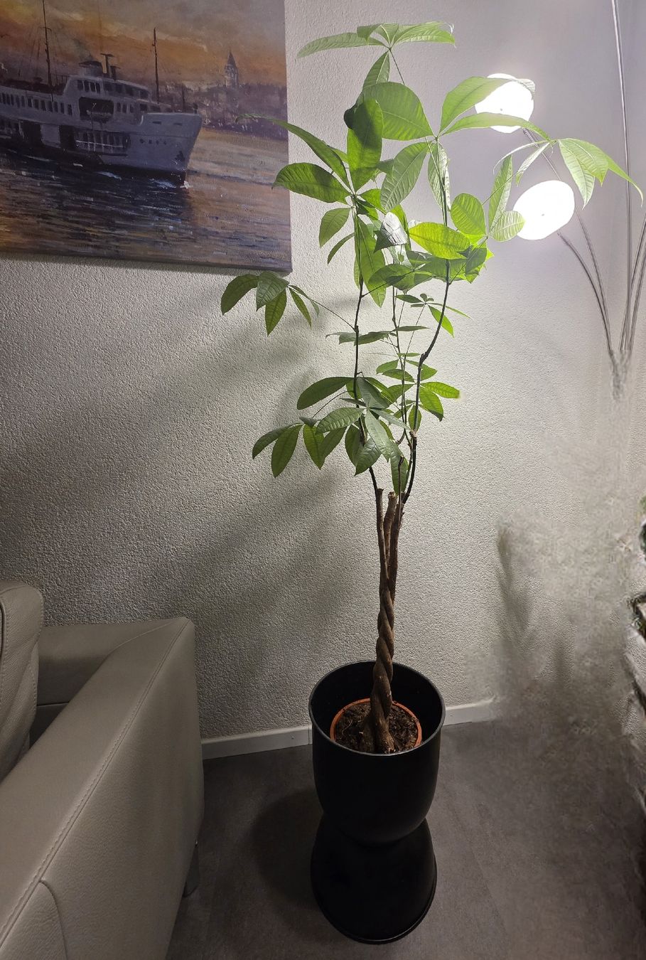 Piante & sementi: Pachira Aquatica, Topfdurchmesser 21 cm inkl. Übertopf – Nuovo (secondo la descrizione) da Gunzgen venduto da Orkan7