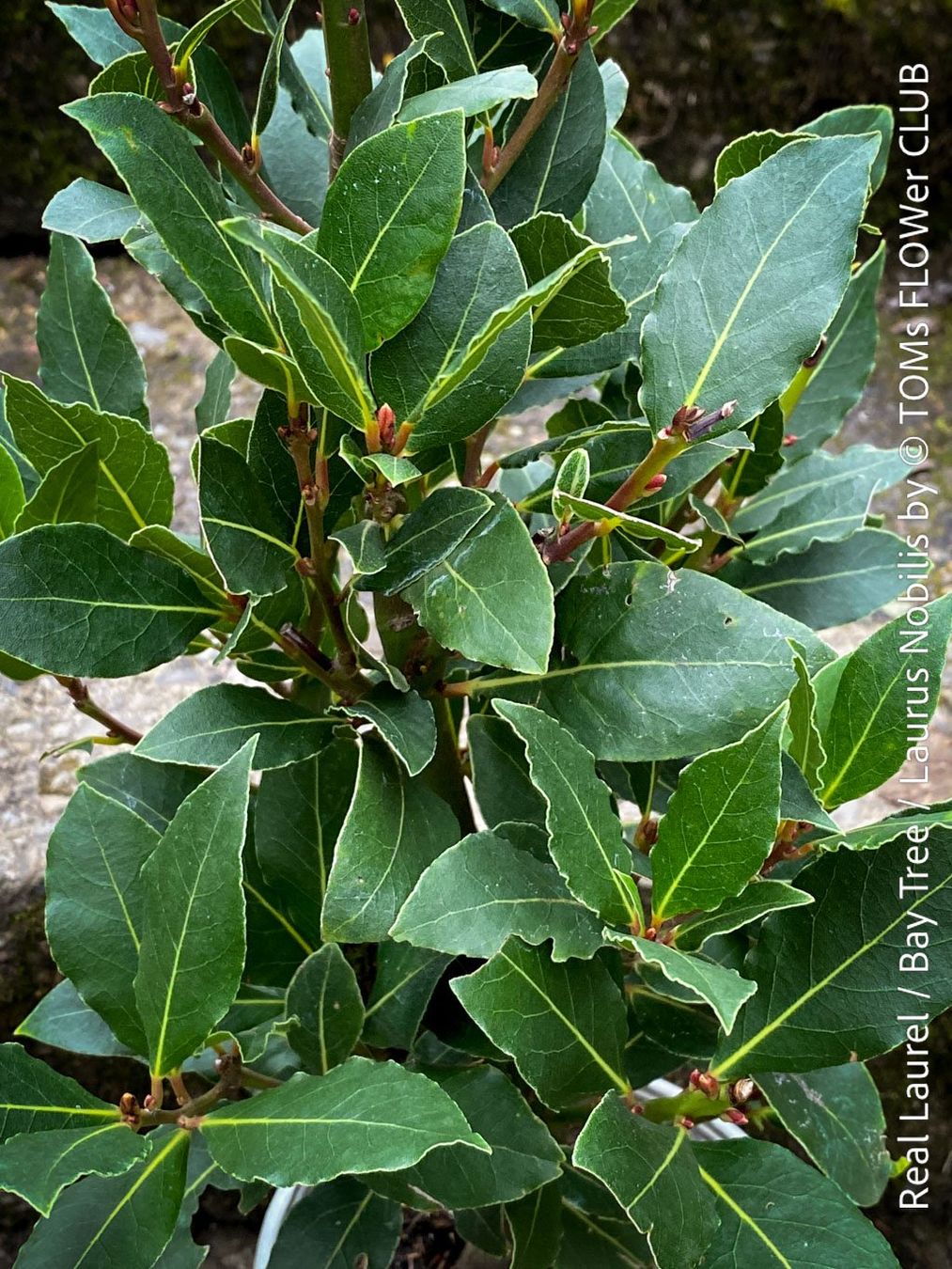 Piante & sementi: Echter Lorbeer - Lorbeerbaum - Laurus Nobilis – Nuovo e nell'imballaggio originale da Adliswil venduto da asTOMas963
