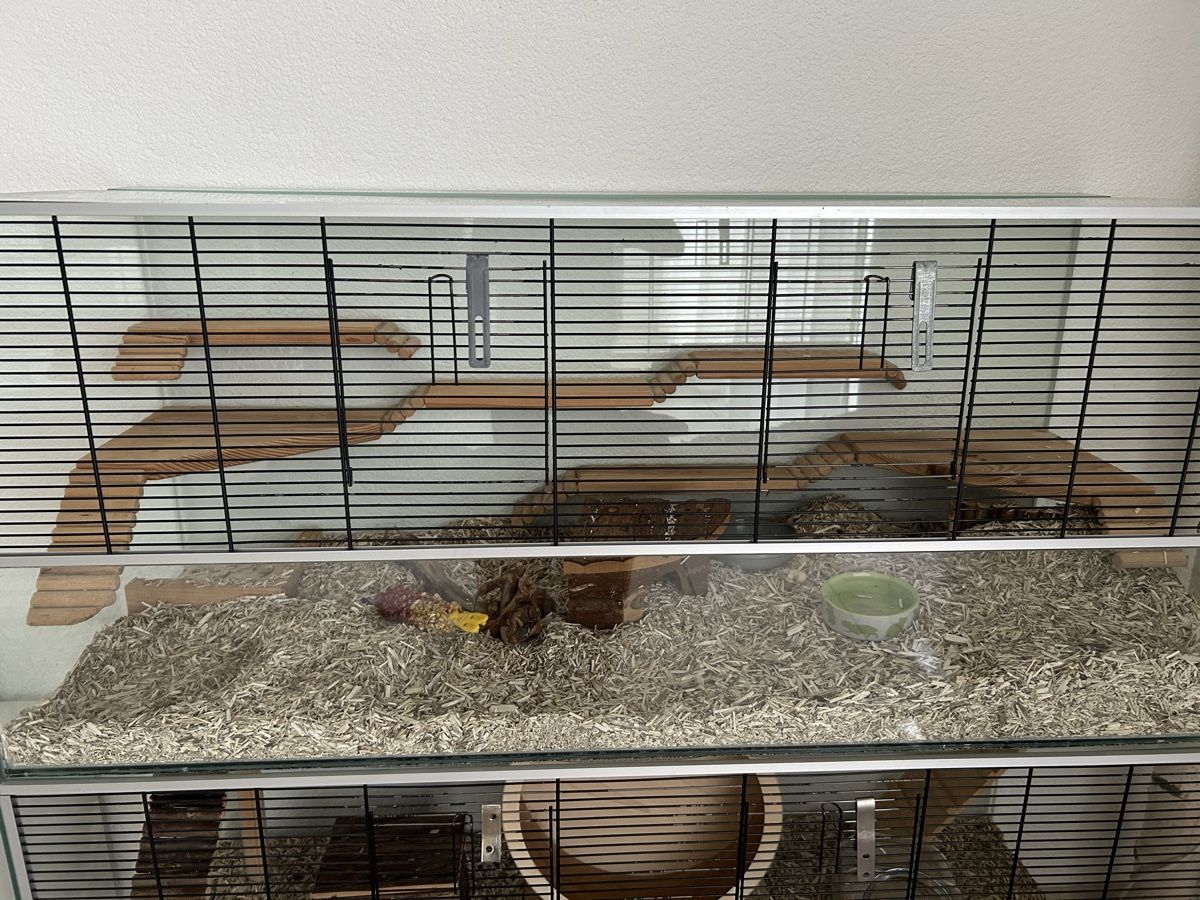 Terrariums: Terrarium 2 Stück – D'occasion à Gränichen par ZUMA81 4