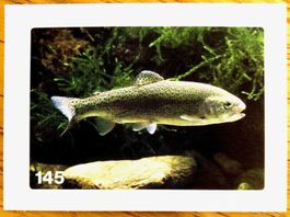 Migros Nature Detectives - Bild Nr. 145