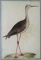 Aquarell Brachvogel (?), 1850-1900