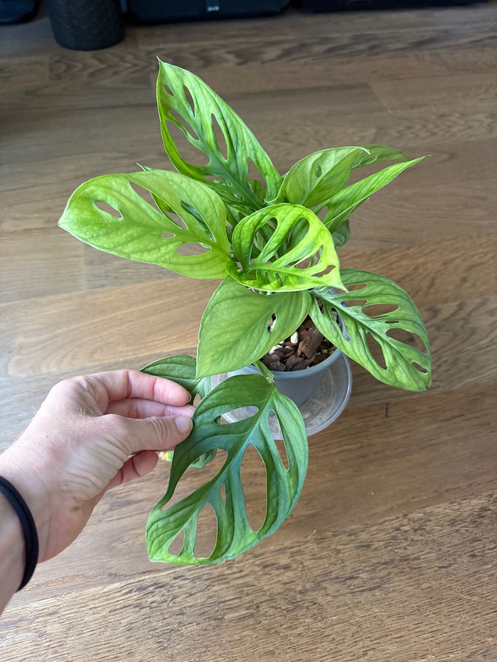 Piante & sementi: Monstera Adensonii (Monkey Mask) – Usato da Zürich venduto da bau_d56d