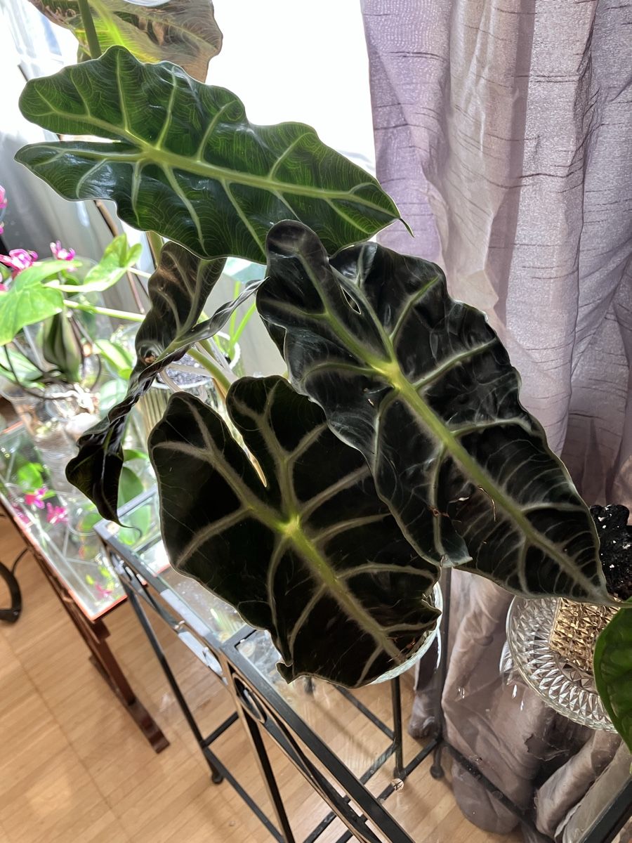 Pflanzen & Samen: Alocasia Polly Baby – Neu (gemäss Beschreibung) aus Hettlingen von MissZotti 1