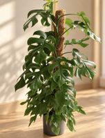 Monstera Minima / Rhaphidophora tetrasperma – Ableger 🌱 