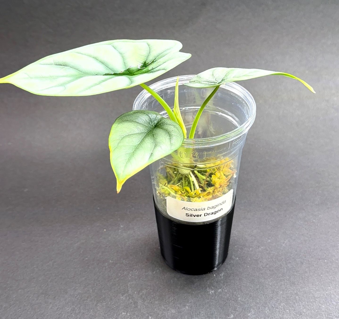 Piante & sementi: 🌿 Alocasia 'Silver Dragon' #1 – Usato da Zürich venduto da jpquast 1