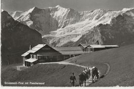 Grindelwald,Saumtier,Maultier,1965
