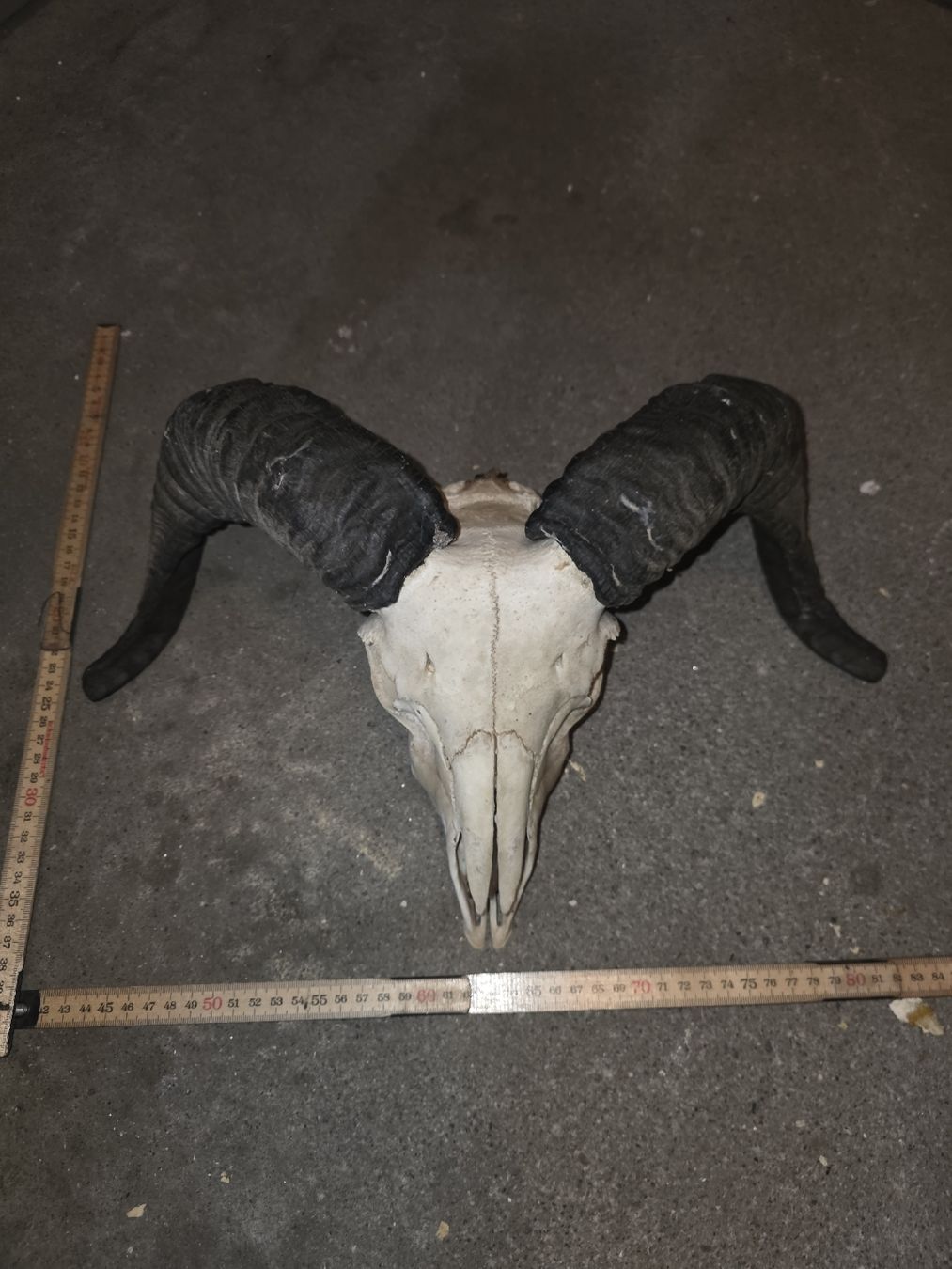 Il mondo degli animali: Widder Schädel – Usato da Hasle LU venduto da Auctions_Hunters
