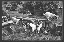 Aarau Wildpark Roggenhausen Afrikanische Zwergziegen