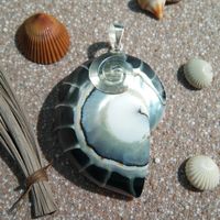 Wunderschöne Nautilus Perlmutt Muschel 925 Silber Anhänger