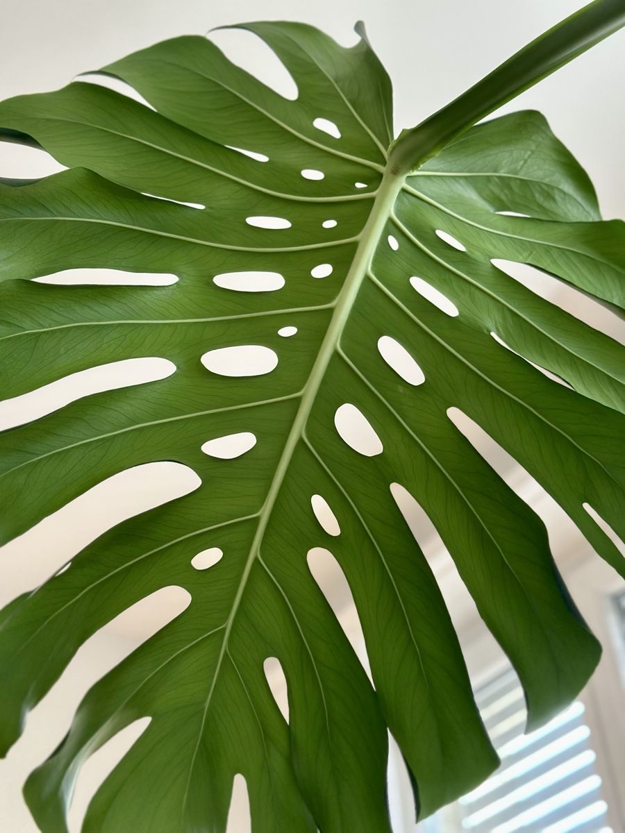 Pflanzen & Samen: Monstera Deliciosa – Gebraucht aus Bern von ACR12 6