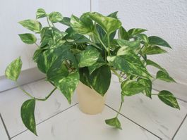Echte Pflanze (3)