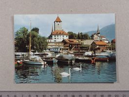 Thunersee, Schloss Spiez, Schwäne, Boote
