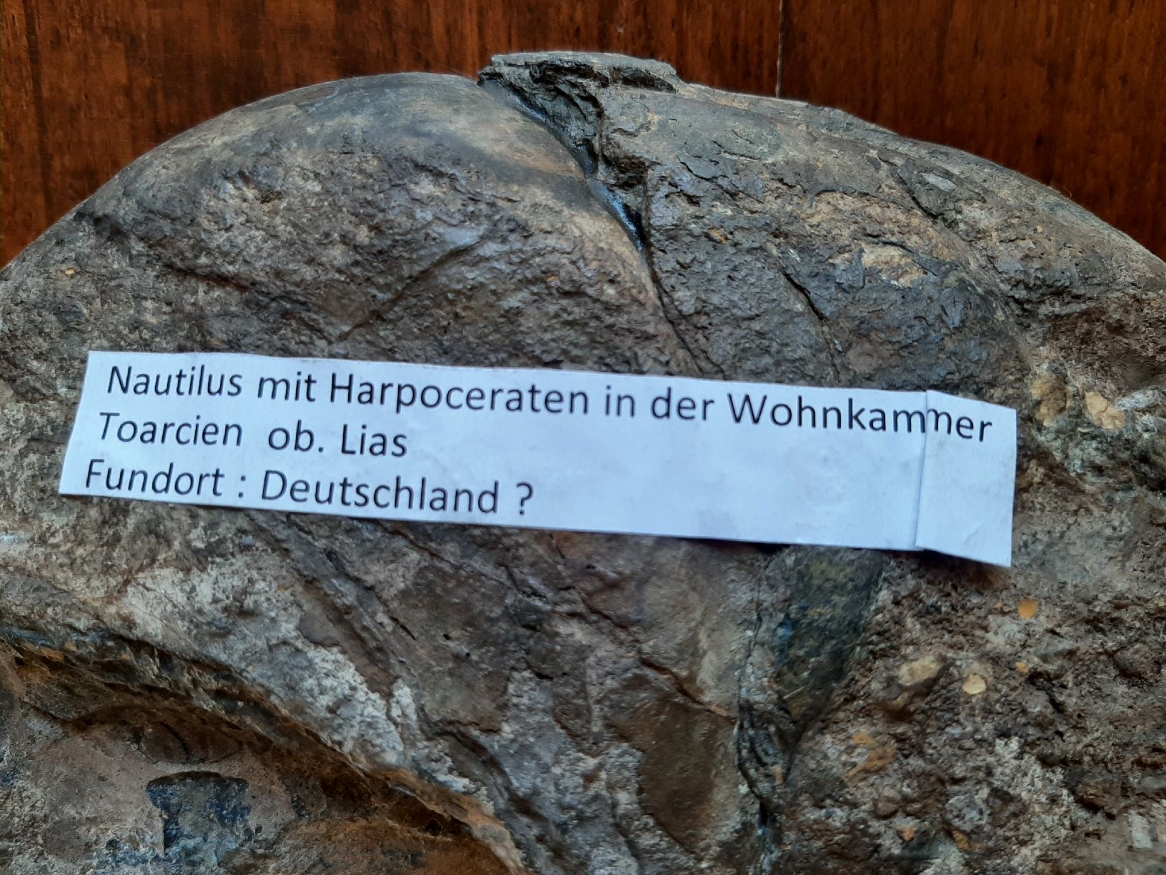 Fossili: Schöner Nautilus – Usato da Rickenbach BL venduto da Oktober68 8