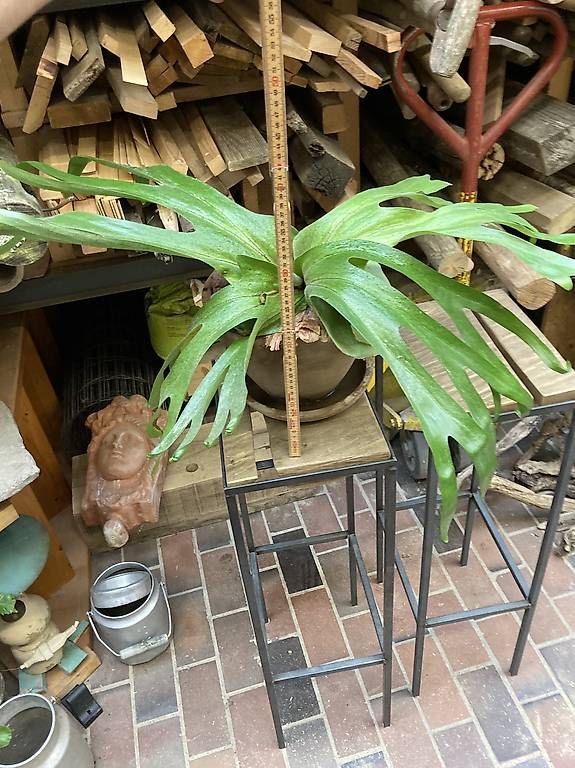 Piante & sementi: Platycerium superbum (Hirschgeweihfarn) – Usato da Liestal venduto da PrebenZwei