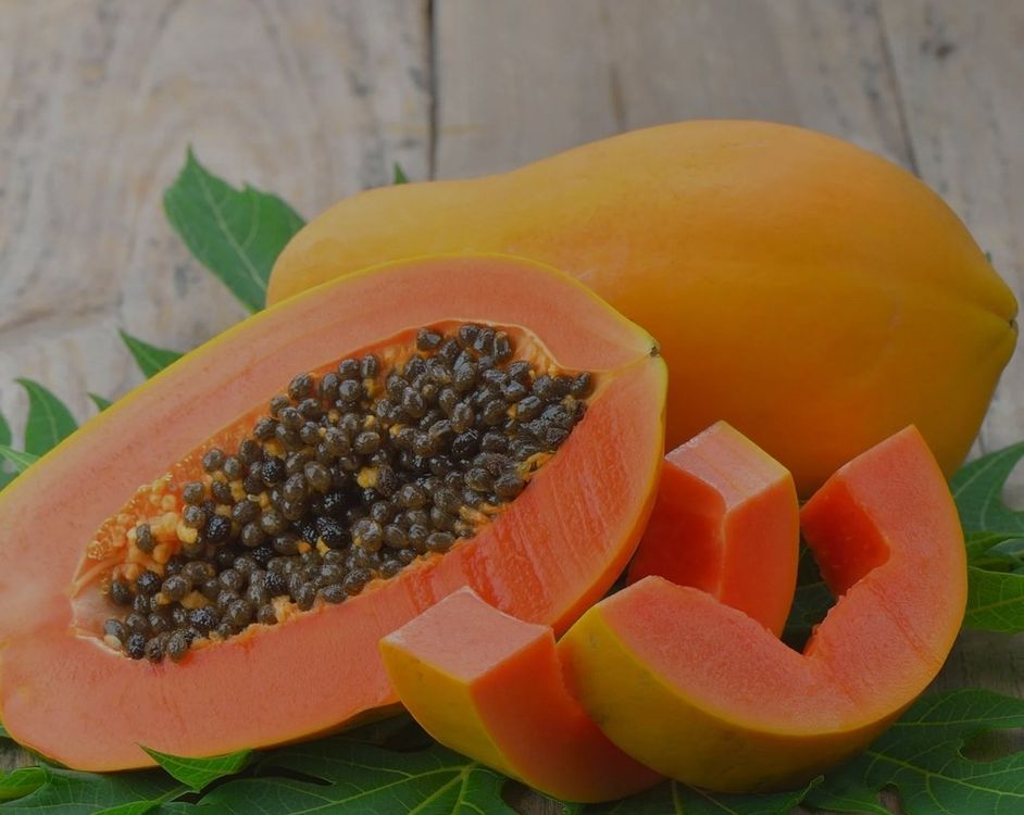 Papaya Pflanze Kaufen auf Ricardo