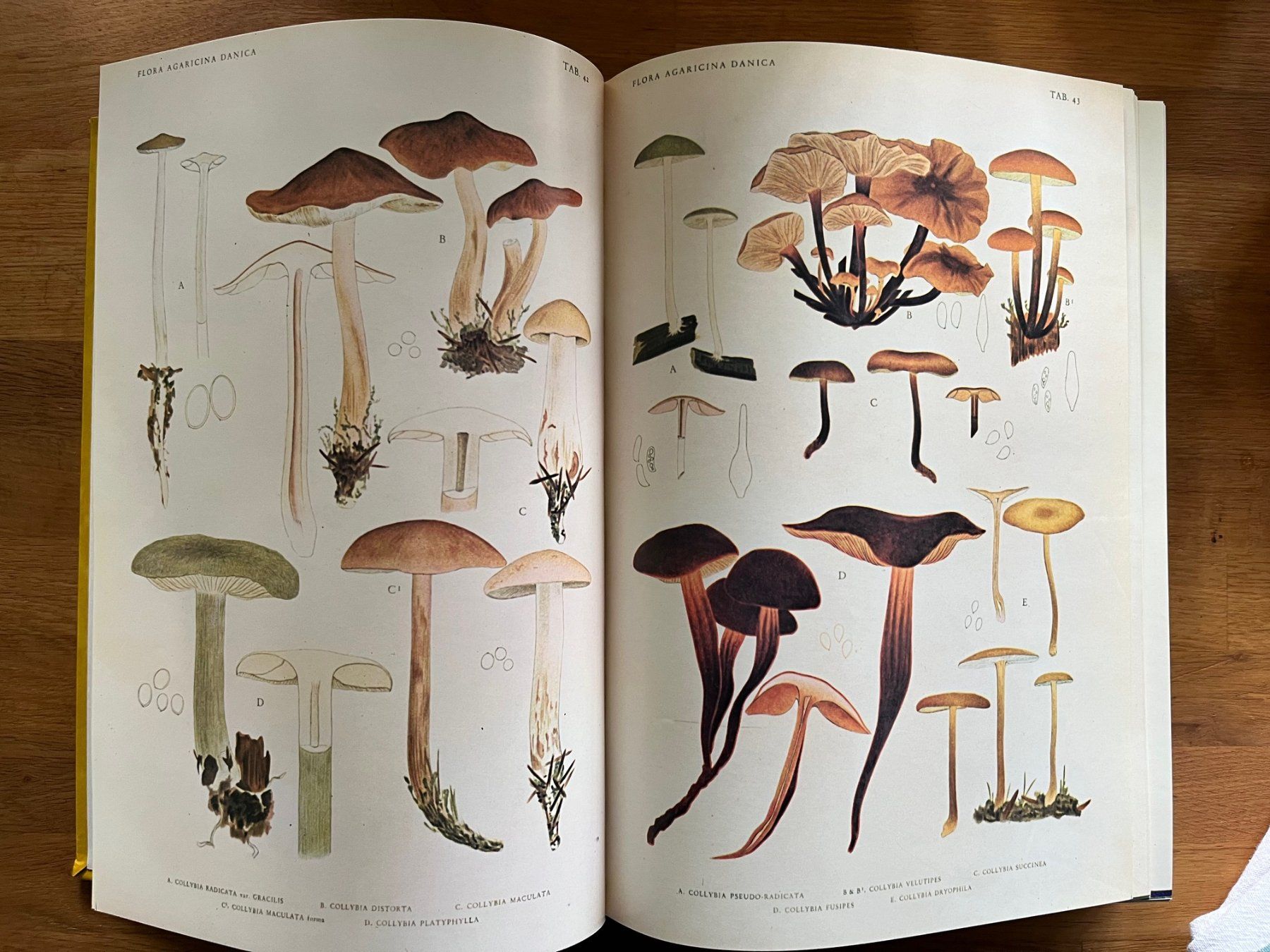 Libri: Jakob E. Lange   Flora Agaricina Danica – Usato da Laufen venduto da Nuria44