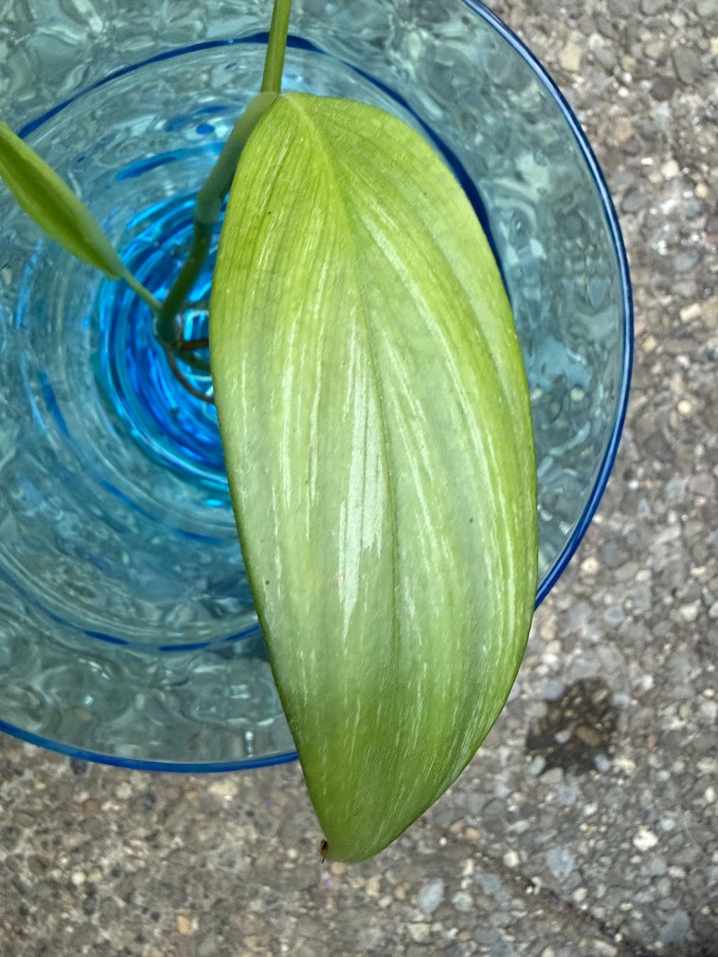 Pflanzen & Samen: Epipremnum amplissimum Silver Leaf gut bewurzelter Steckling – Neu (gemäss Beschreibung) aus Winterthur von Aniger 1