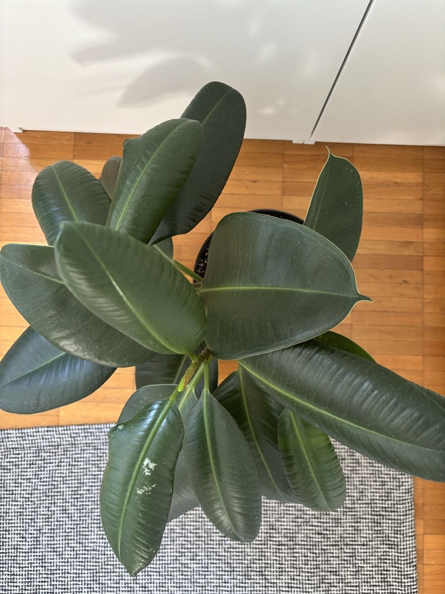 Piante & sementi: Ficus elastica (dreistämmig) – Nuovo (secondo la descrizione) da Zürich venduto da birokitti 1