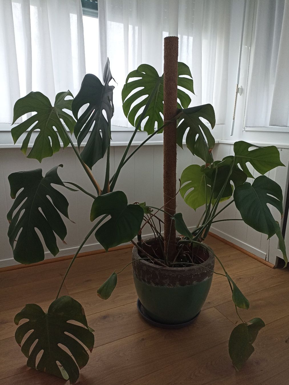 Pflanzen & Samen: Plante Monstera deliciosa – Gebraucht aus Renens VD von tasarte