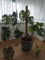 Plante Monstera deliciosa