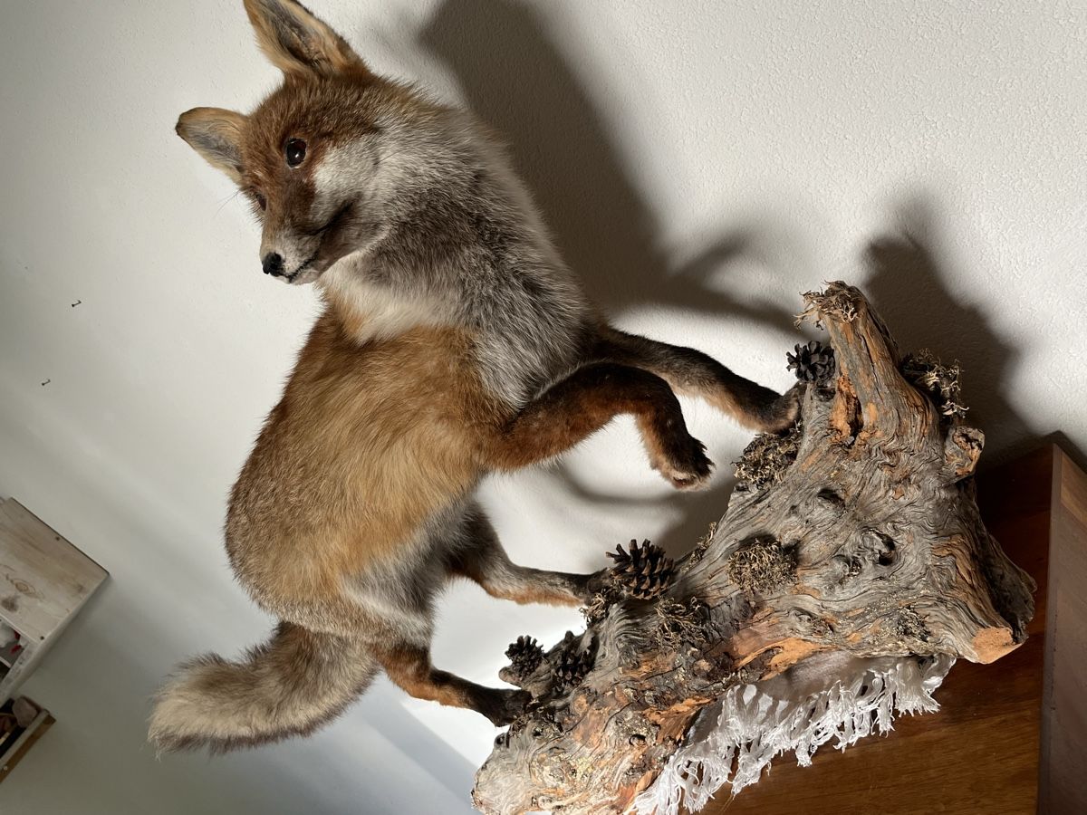 Il mondo degli animali: Wunderschöner Fuchs. Echttier Präparat. – Usato da Davos Platz venduto da butzele13 3