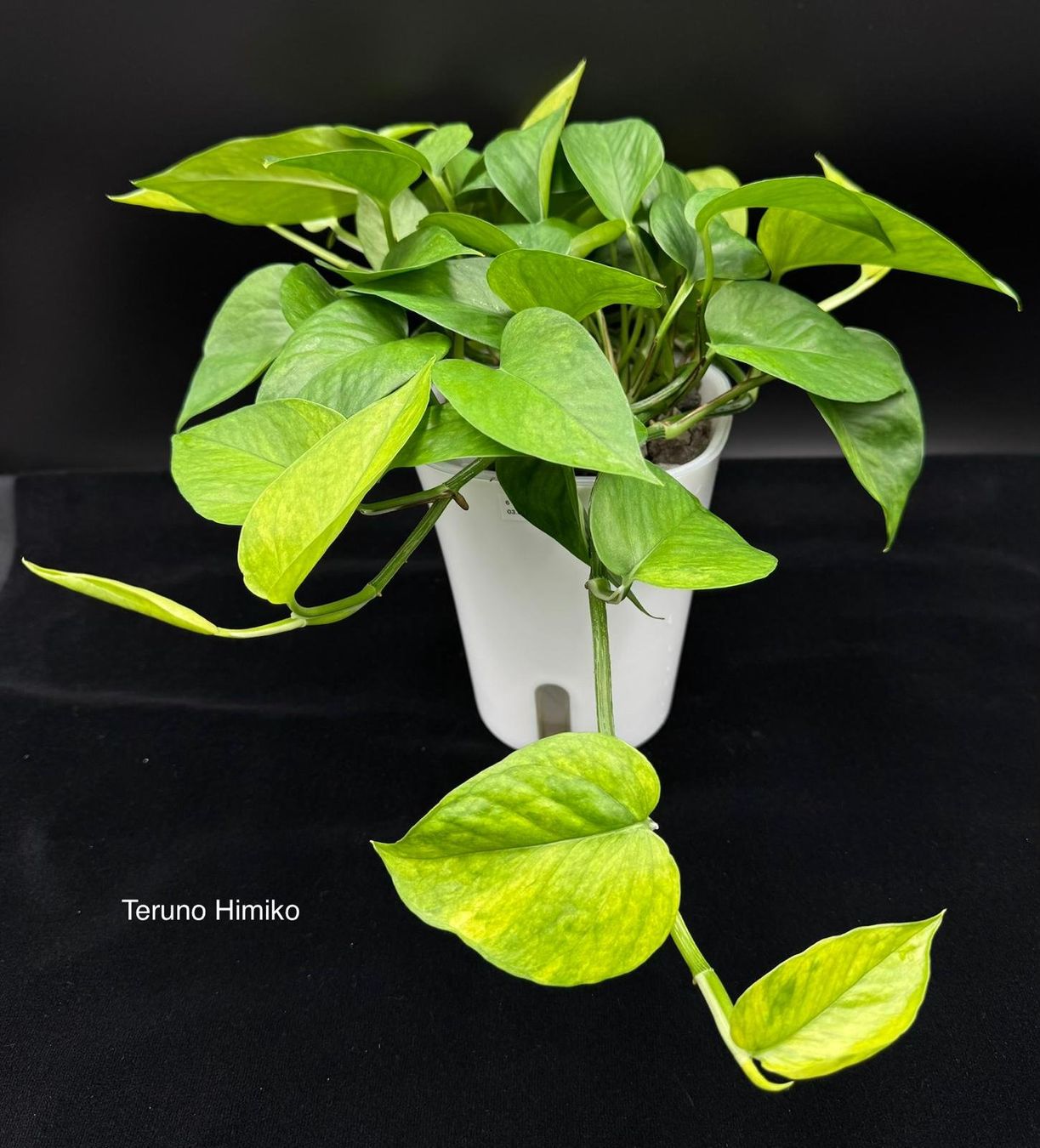 Piante & sementi: Epipremnum aureum 'Teruno Himiko' – Nuovo (secondo la descrizione) da Bühler venduto da googelibear