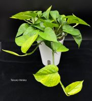 Epipremnum aureum 'Teruno Himiko'