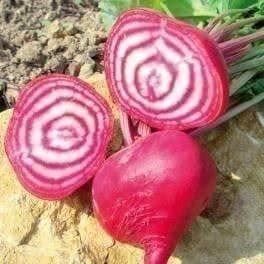 Pflanzen & Samen: BETTERAVE CHIOGGIA  (rayée) 50g – Neu (gemäss Beschreibung) aus Bremblens von FIBONACCI369 2