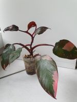Philodendron Pink Princess Marble