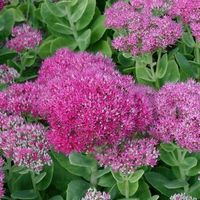 🐝Fette Henne Brillant SEDUM 🐝Jungpflanzen🐝