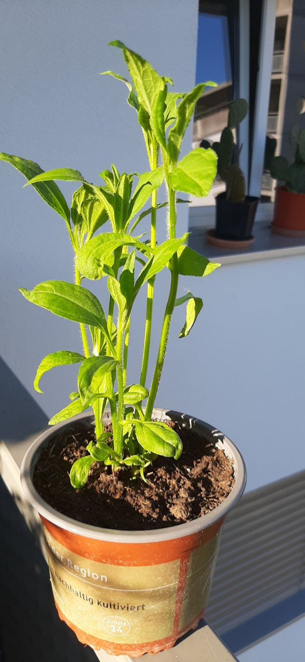 Plantes & graines: Mehrtriebige Topinambur, essbare Knollensonnenblume – Neuf avec emballage d'origine à Kreuzlingen par Vwpassat6 4