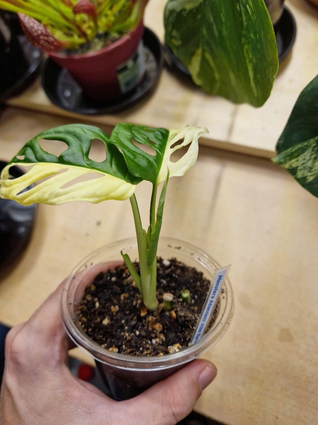 Monstera Adansonii Albo Variegata (Demis Lune) (Neu (gemss Beschreibung))  in Neyruz FR fr CHF 23  mit Lieferung auf Ricardo kaufen