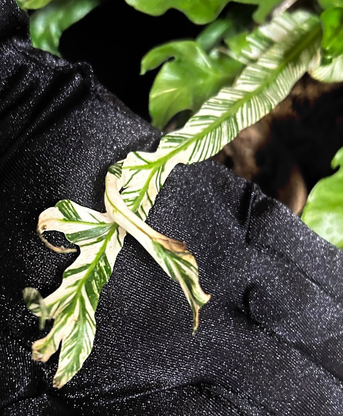 Pflanzen & Samen: 💚 ASPLENIUM AUSTRALASICUM VARIEGATA /AUSTRALISCHER NESTFARN – Gebraucht aus Giubiasco von Green_Soul 1