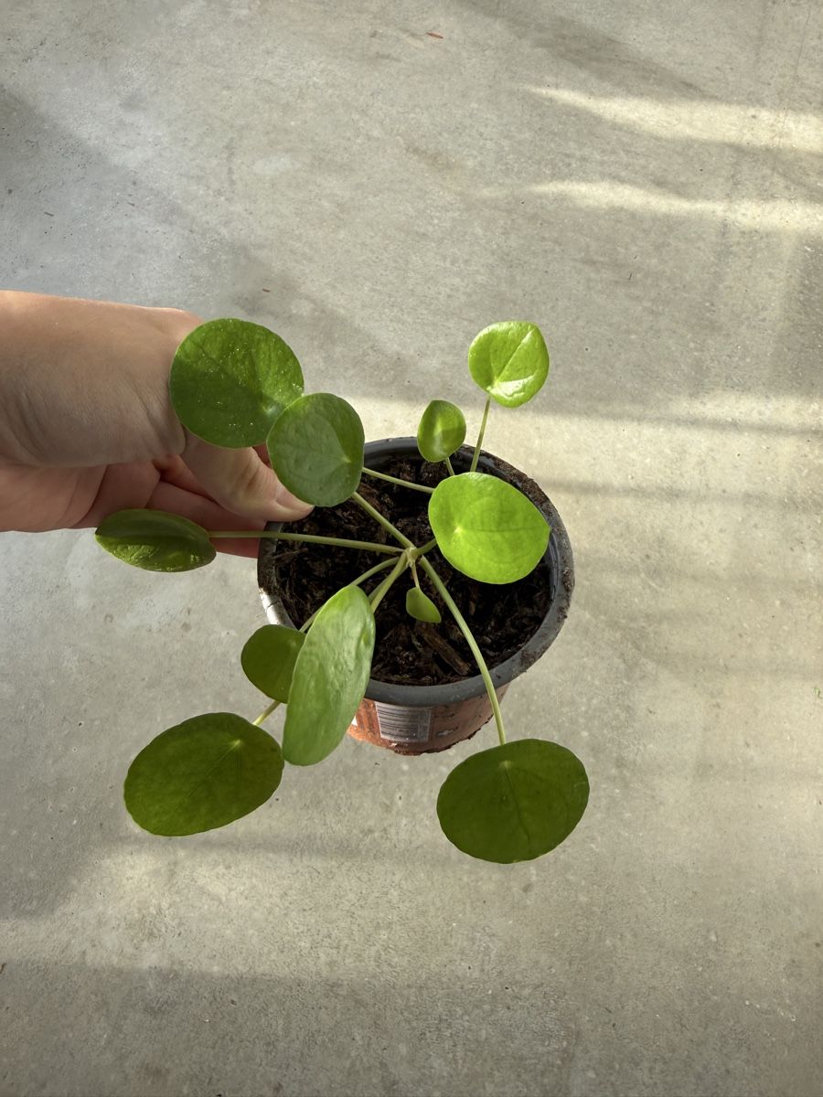 Piante & sementi: Pilea Pflanze – Usato da Bern venduto da Wil.Wayne
