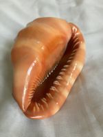 Grosse rote Helmschnecke Cassis Rufa, Muschel, Top-Zustand!