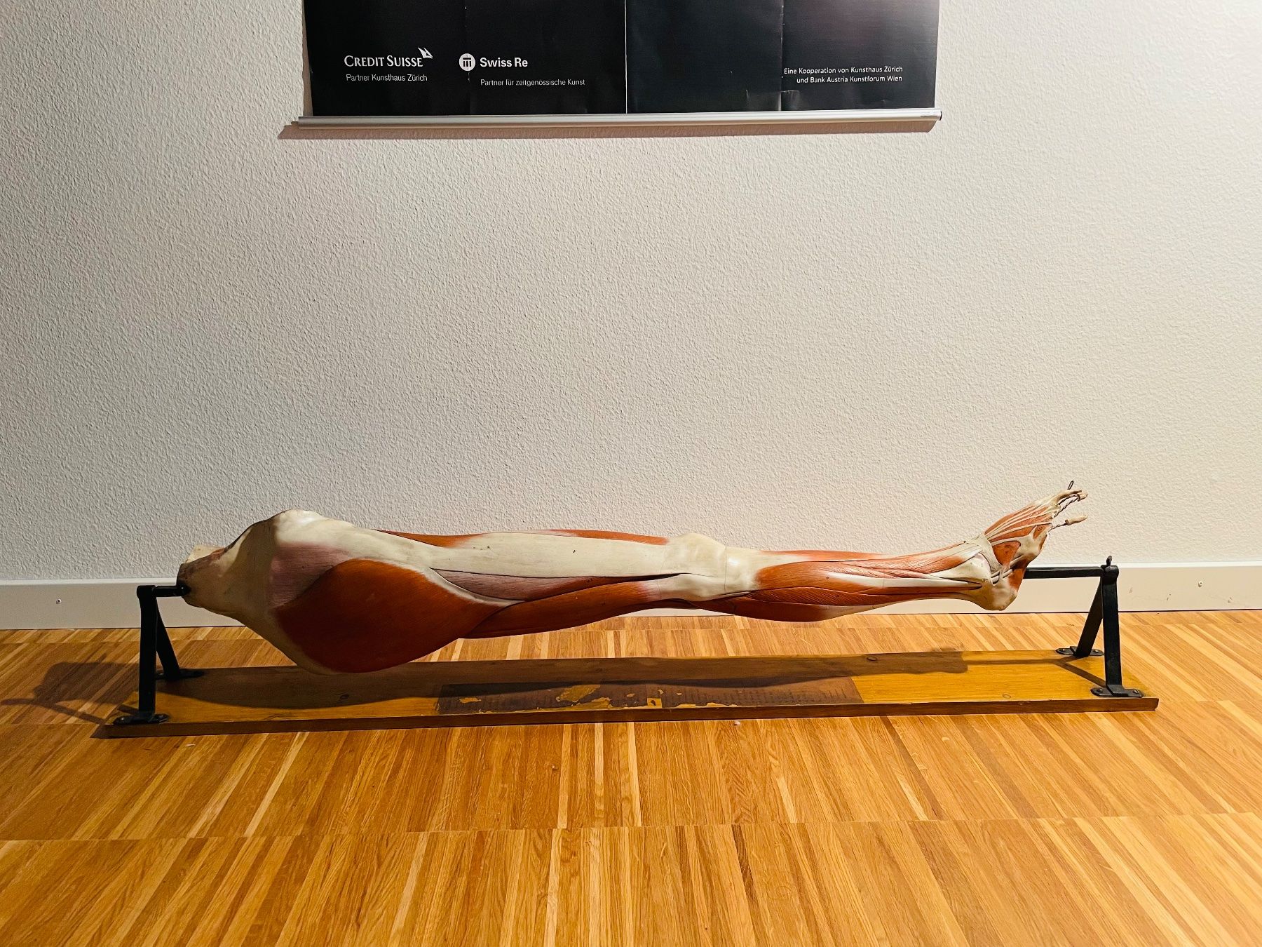 Kit di modellismo & Modellini statici: Anatomisches Modell – Usato da Schaffhausen venduto da nor_jfc5